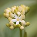 Eloise Flowers Photo 5