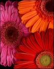 Amy Swartz Photo 49
