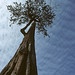 Forest Stanley Photo 3