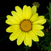 Roberta Plant Photo 9