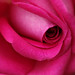 Geri Rose Photo 2