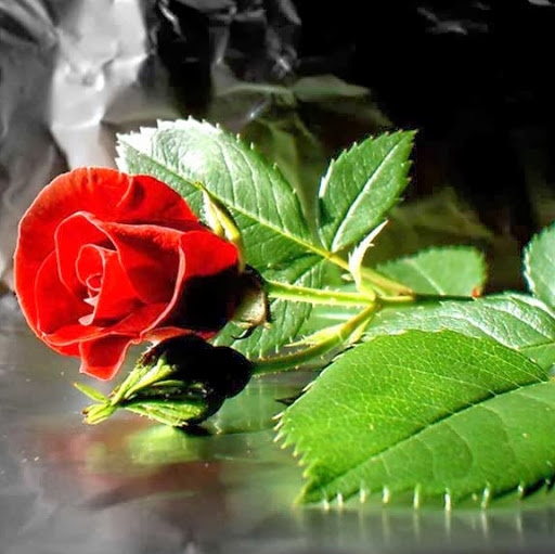 Rajesh Dhiman Photo 9