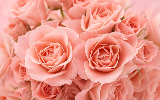 Debra Burgess Photo 32