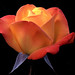 Judy Lang Photo 25