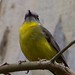 Robin Wilson Photo 16