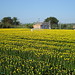 Trung Le Photo 17