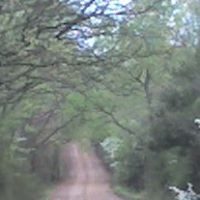 Laurie Varner Photo 18