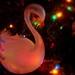 Amy Swan Photo 39