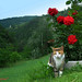 Rose Conrad Photo 10