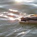 Cherry Mallard Photo 7