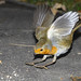 Robin Brake Photo 14