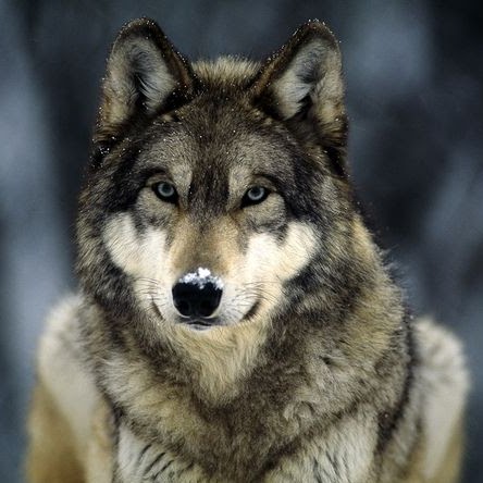 Marcus Wolf Photo 26