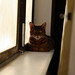 Penny Allred Photo 9