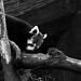 Nicolas Brown Photo 18
