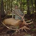 Curtis Bull Photo 21