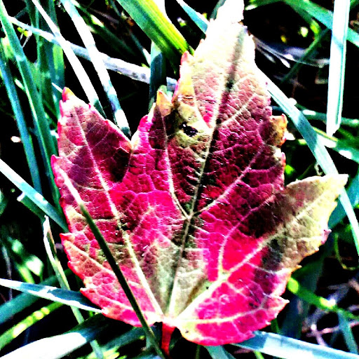 Colleen Patterson Photo 9