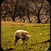 Patricia Lamb Photo 21