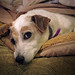 Heidi Hunt Photo 8