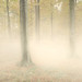 Dawn Potter Photo 18