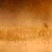 Peter Heron Photo 18