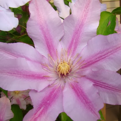 Janice Harmon Photo 13