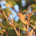 Sandy Finch Photo 12