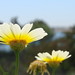 Ray Flowers Photo 21