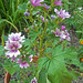 Clayton Flowers Photo 8