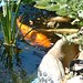 Debbie Fish Photo 23
