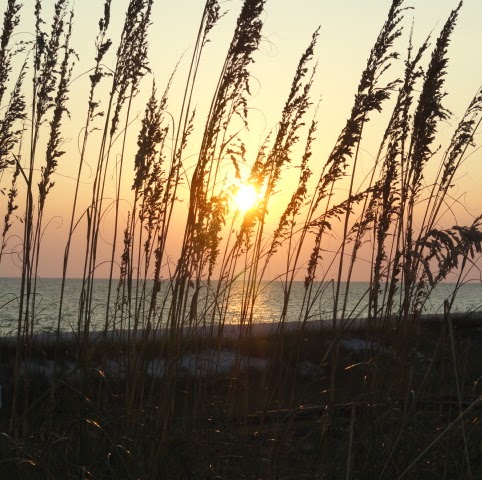 Susan Coker Photo 43