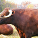 Vernon Horn Photo 11