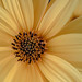 Etta Summers Photo 8