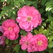 Rosa Thompson Photo 13