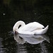 Glen Swan Photo 13