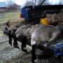 Randall Richardson Photo 14