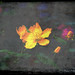 Lynne Ray Photo 13