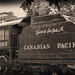 John Macdonald Photo 31