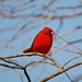 Tom Cardinal Photo 18