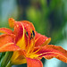Bruce Currie Photo 12