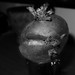 Janice Black Photo 18