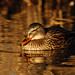 Michael Mead Photo 43