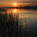 A Reed Photo 21