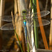 Kenneth Wolf Photo 29