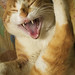 Jerry Fang Photo 18