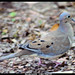 Mark Scudder Photo 10