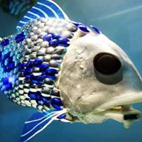 David Fish Photo 27