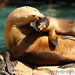 April Seal Photo 12