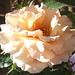 Julia Rose Photo 15