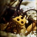 Carl Rust Photo 13