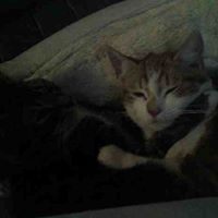 Shirley Todd Photo 8